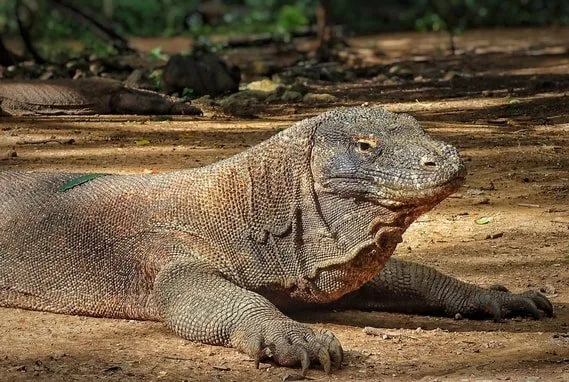 Komodo National Park